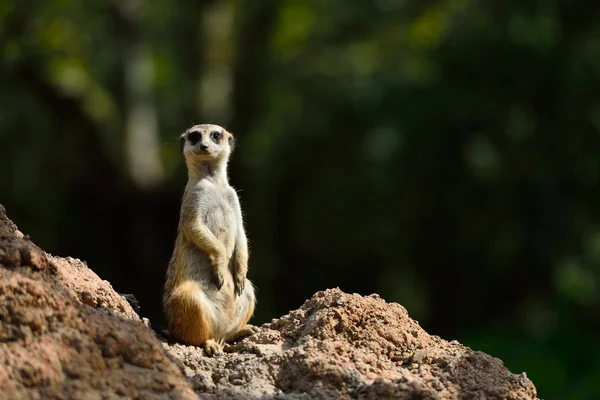 Meerkat melihat ke atas. — Stok Foto