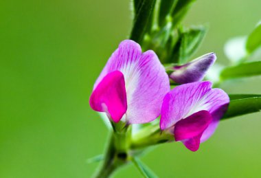 ??? bezelye - çiçeği