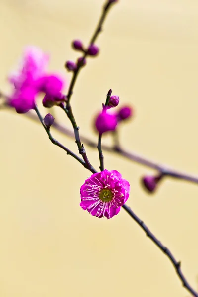 一枝梅花 Plum flower — Stock Photo, Image