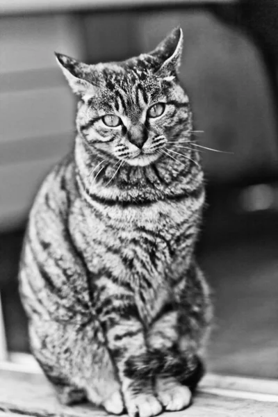 家猫 Domestic cat — Stock Photo, Image