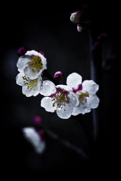 白梅绽放 White plum blooming 图库图片