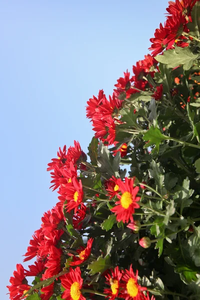 秋や菊の品種 — ストック写真