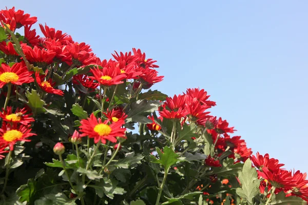 Různé červené bílé chryzantémy — ストック写真