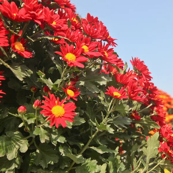 Una variedad de crisantemos blancos rojos — Foto de Stock