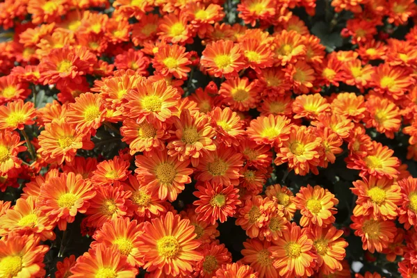 A variety of red white chrysanthemums — Stock Photo, Image