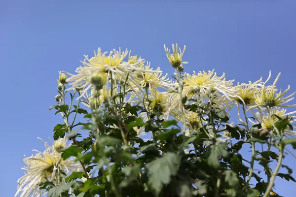 En mängd röda vita krysantemum — Stockfoto