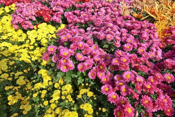 Una variedad de crisantemos blancos rojos — Foto de Stock