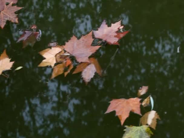 Deciduous floating in the water over the — Stock Video