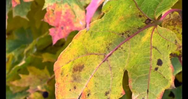 Vista de perto das folhas de bordo de outono — Vídeo de Stock