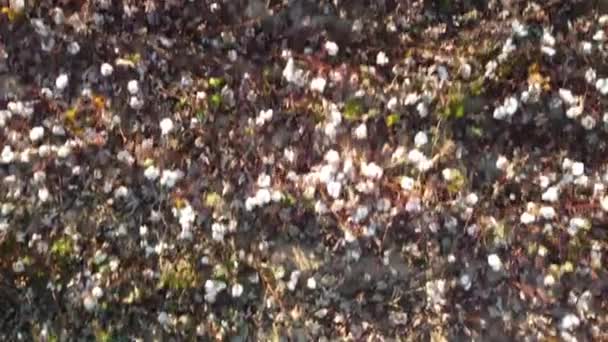 Flygfoto över bomullsfält i Turkiet — Stockvideo