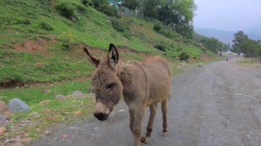 Moving mule in Perkent mountains, Uzbekistan