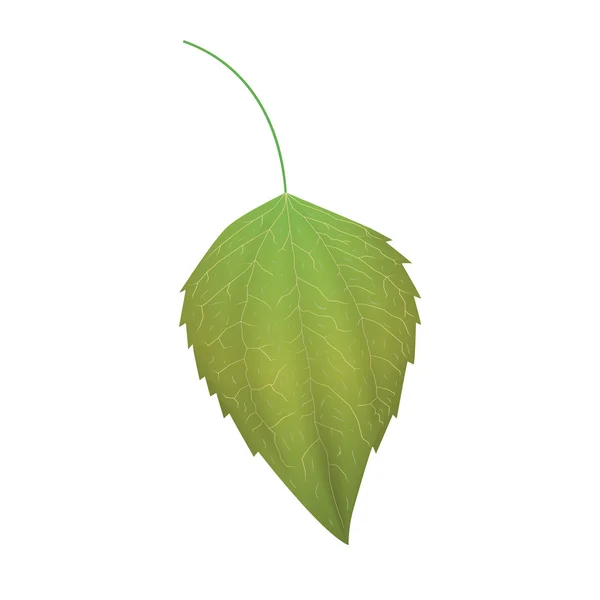 Green leaf. — Stock Vector