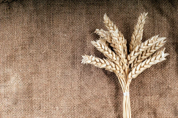 Wheat ears. — Stock Photo, Image