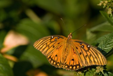 Gulf Fritillary Butterfly sitting on a leaf clipart