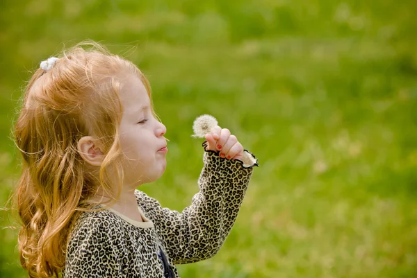 Молодая девушка в зеленом травяном поле пытается выдуть одуванчики — стоковое фото