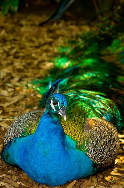 Vibrant Multicolored Peacock Relaxing in the Shade — Stock Photo, Image