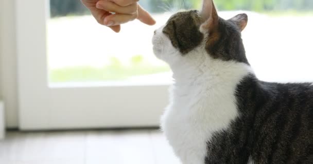 Woman touching cat nose when it wants food — Stock Video