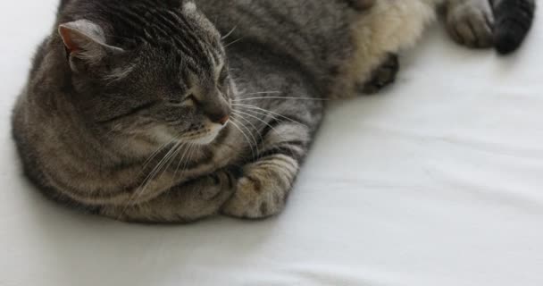 Lovely cat on the floor sleepy — Stock Video