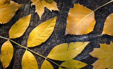 çeşitli yapraklarda ağaç kütüğü sonbahar renkleri