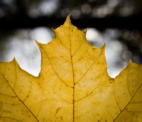 Sonbaharda sarı tilia yaprak — Stok fotoğraf