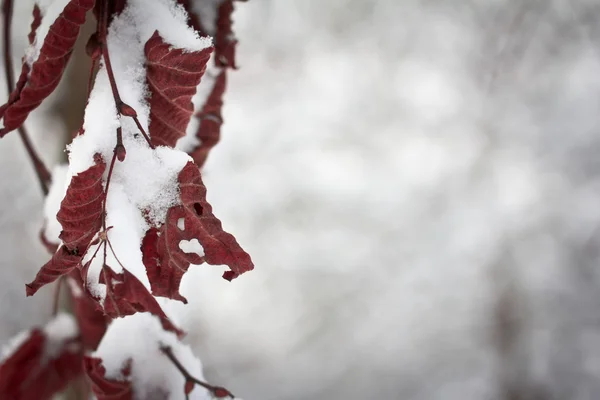 Red winter leaves — Stock Photo, Image