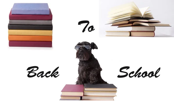 Perro rodeado de libros —  Fotos de Stock