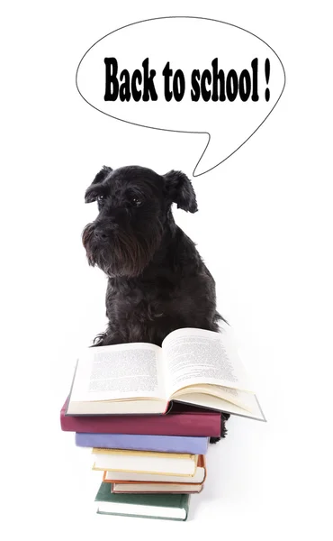 Hund liest Bücher — Stockfoto