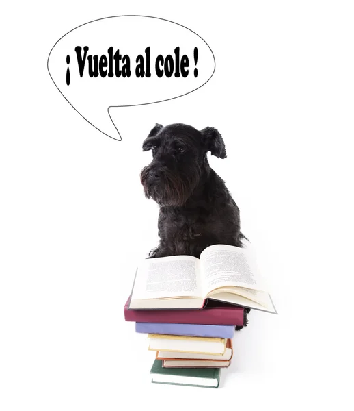 Pies czytanie książek — Zdjęcie stockowe