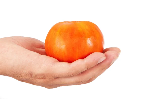 Hand som håller tomat — Stockfoto
