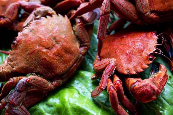 Mariscos aislados — Foto de Stock