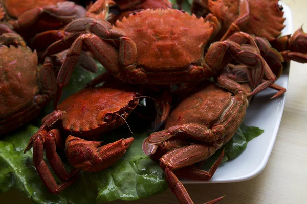 Mariscos aislados — Foto de Stock