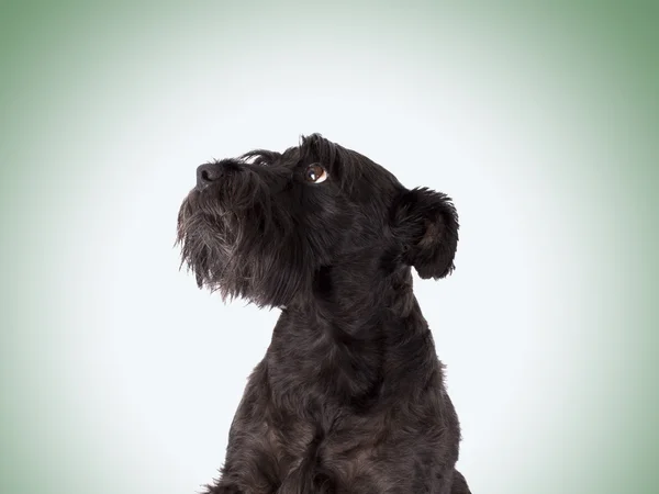 Cane nero isolato — Foto Stock