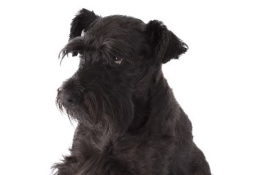 siyah köpek izole
