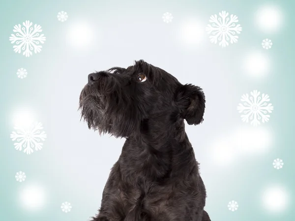 Cão preto isolado — Fotografia de Stock