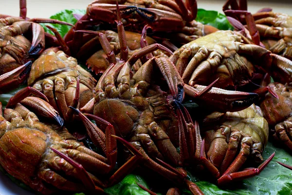 Frutos do mar isolados — Fotografia de Stock