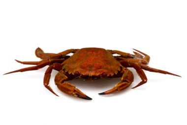 izole deniz ürünleri