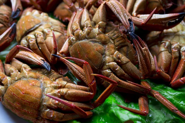 Mariscos aislados — Foto de Stock