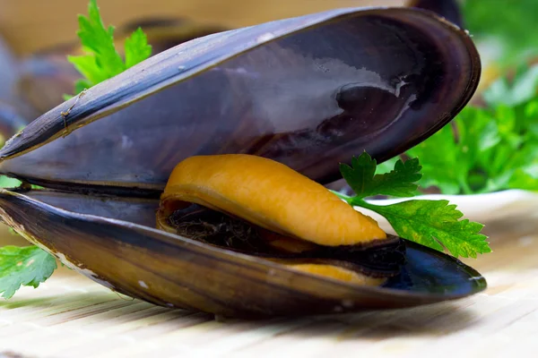 Mariscos aislados — Foto de Stock