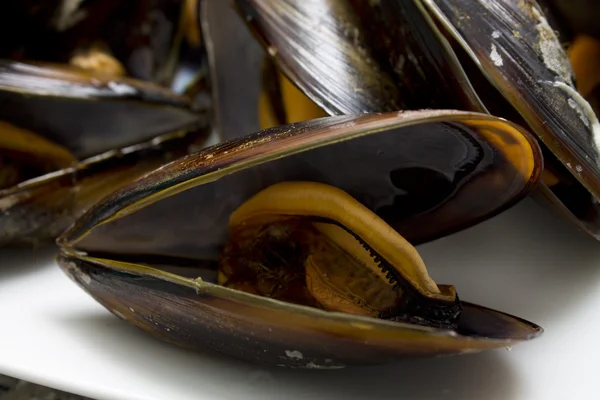 Frutti di mare isolati — Foto Stock