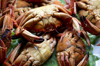 izole deniz ürünleri