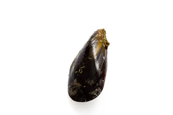 Cozze isolate — Foto Stock