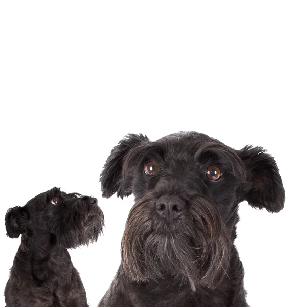 Cão isolado — Fotografia de Stock