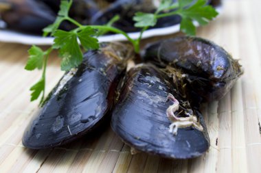 Midye çanağı üzerinde