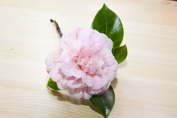 Růžový kamélie — Stock fotografie