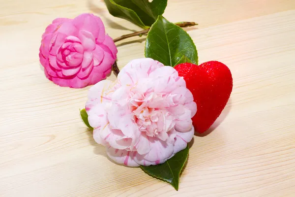 Tarjeta de San Valentín con camelias —  Fotos de Stock