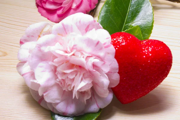 Camellias with heart — Stock Photo, Image