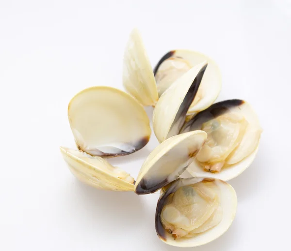 Vongole con sfondo bianco — Foto Stock