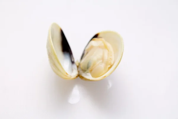 Моллюски на белом фоне — стоковое фото