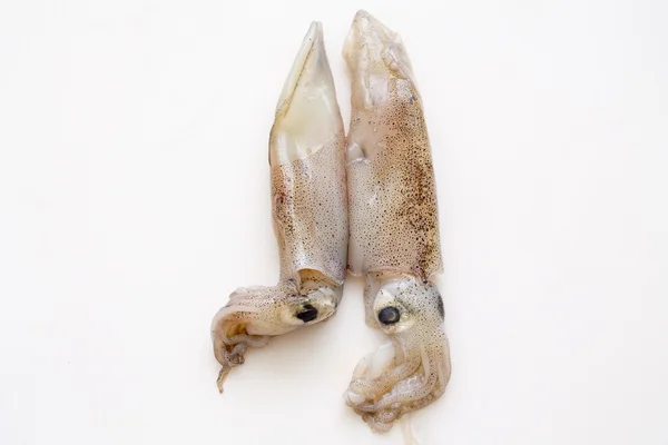 Färsk bläckfisk — Stockfoto