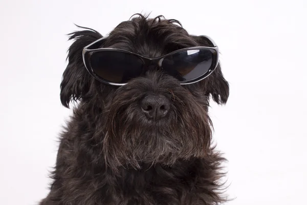 Cão preto isolado — Fotografia de Stock